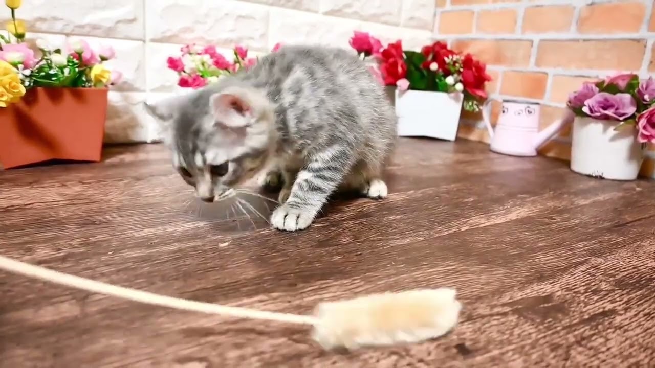 ミックス ブリティッシュショートヘアxアメリカンカールのミックス。お耳がカールしたシルバーマッカレルタビー（ふわふわもこもこ）のイケメン男の子✨