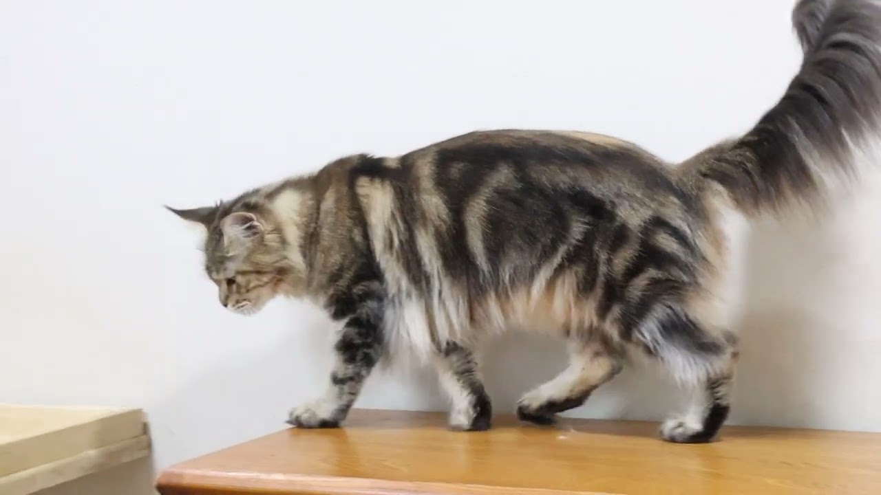 4才になったブラウンのメインクーンサラフィナさん