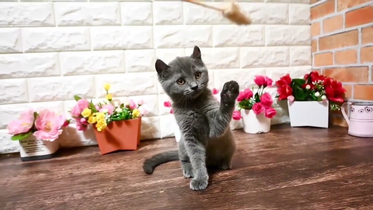 ミックス ブリティッシュショートヘアxアメリカンカールのミックス。お耳がカールしたブルー（ふわふわもこもこ）の女の子。