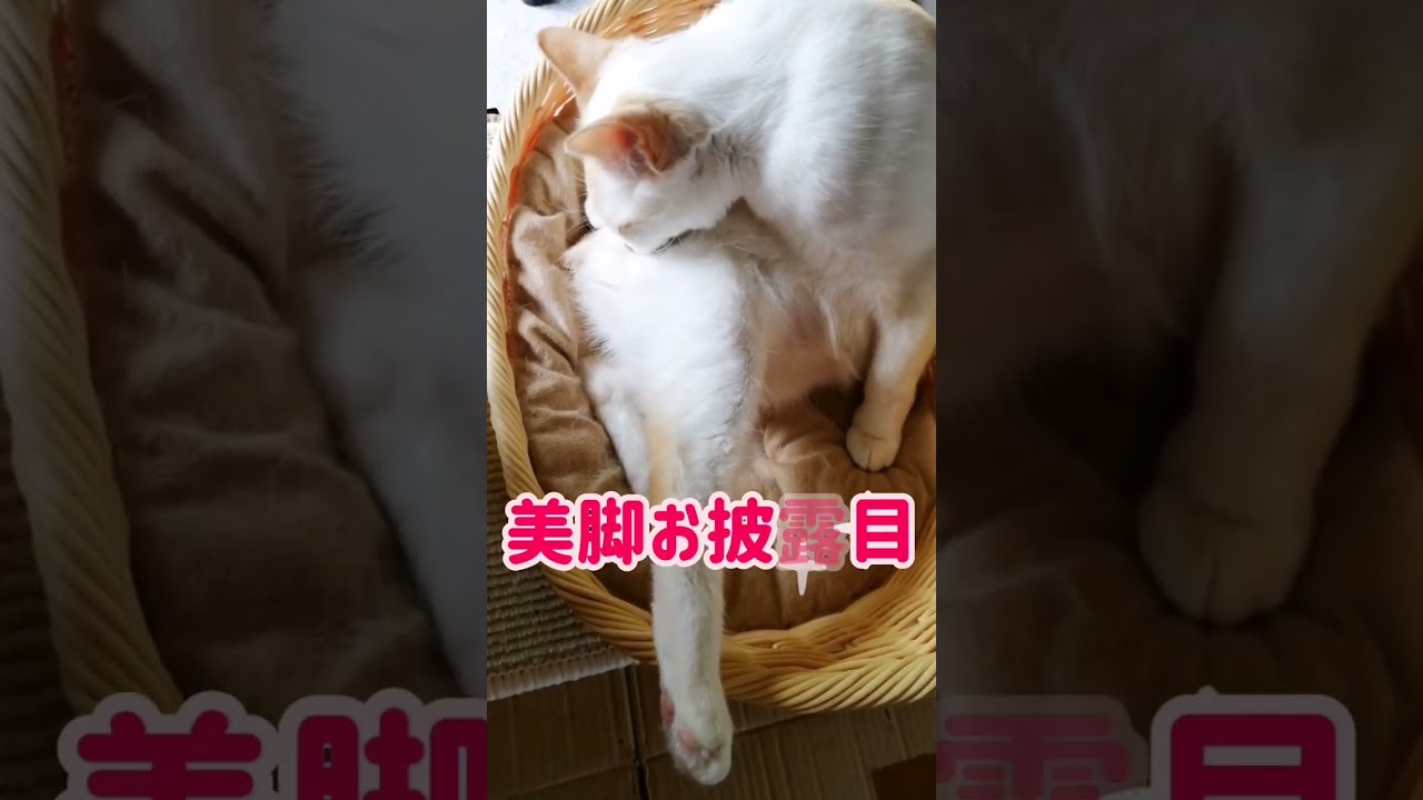 【ねこ動画】足ぴーーーーーーーーん！！！ #shorts #猫 #ボブテイル