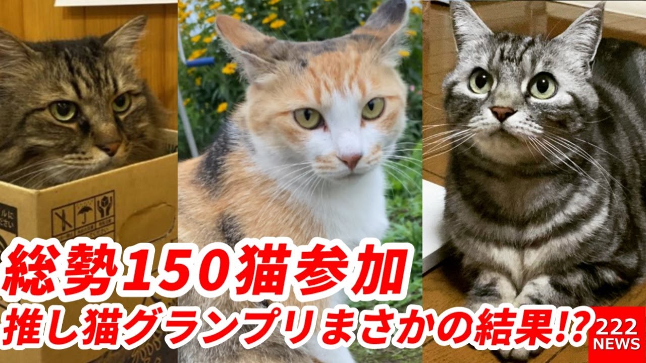 有名猫が総勢150猫参加「推し猫グランプリ」まさかの結果に!?