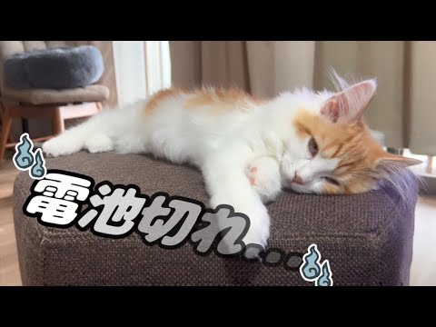 子猫が限界を迎えました【スコティッシュフォールド】