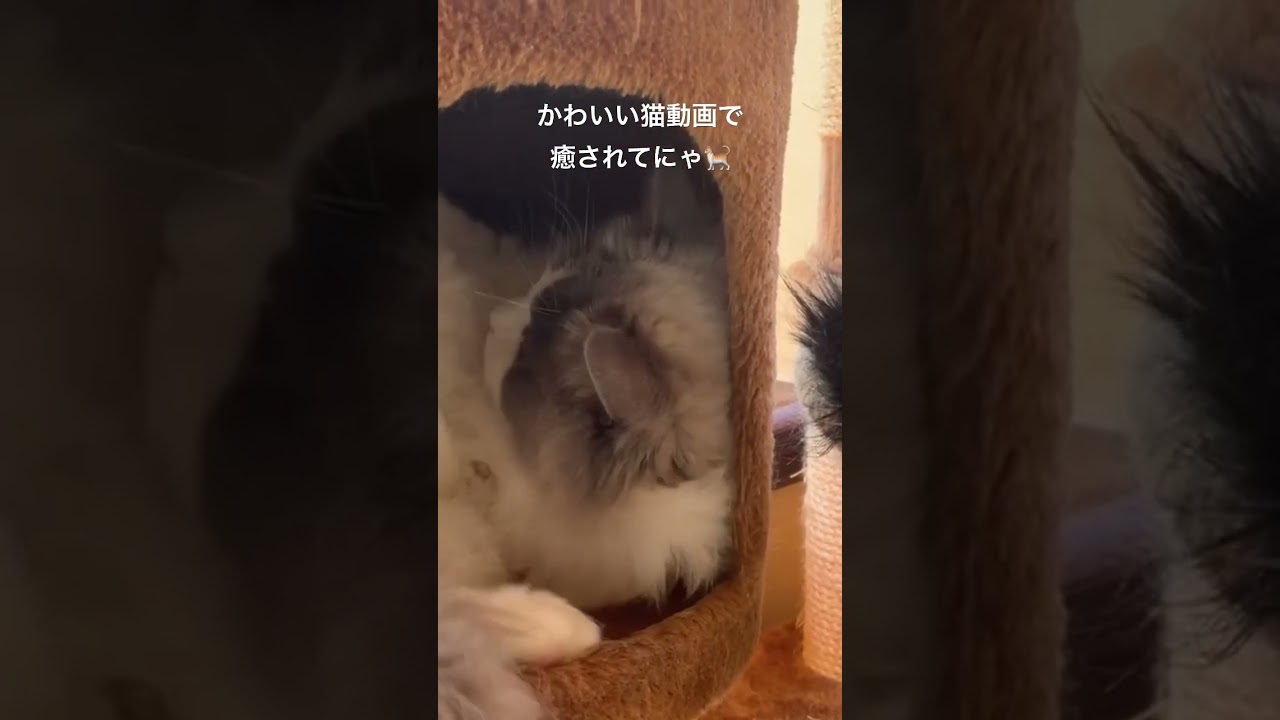 猫動画は癒し効果抜群らしいにゃん！ 猫恐るべし！ #ラグドール#スコティッシュフォールド#ぬいぐるみ猫#多頭飼い#もふもふ#3分動画@minamin.ch.2022