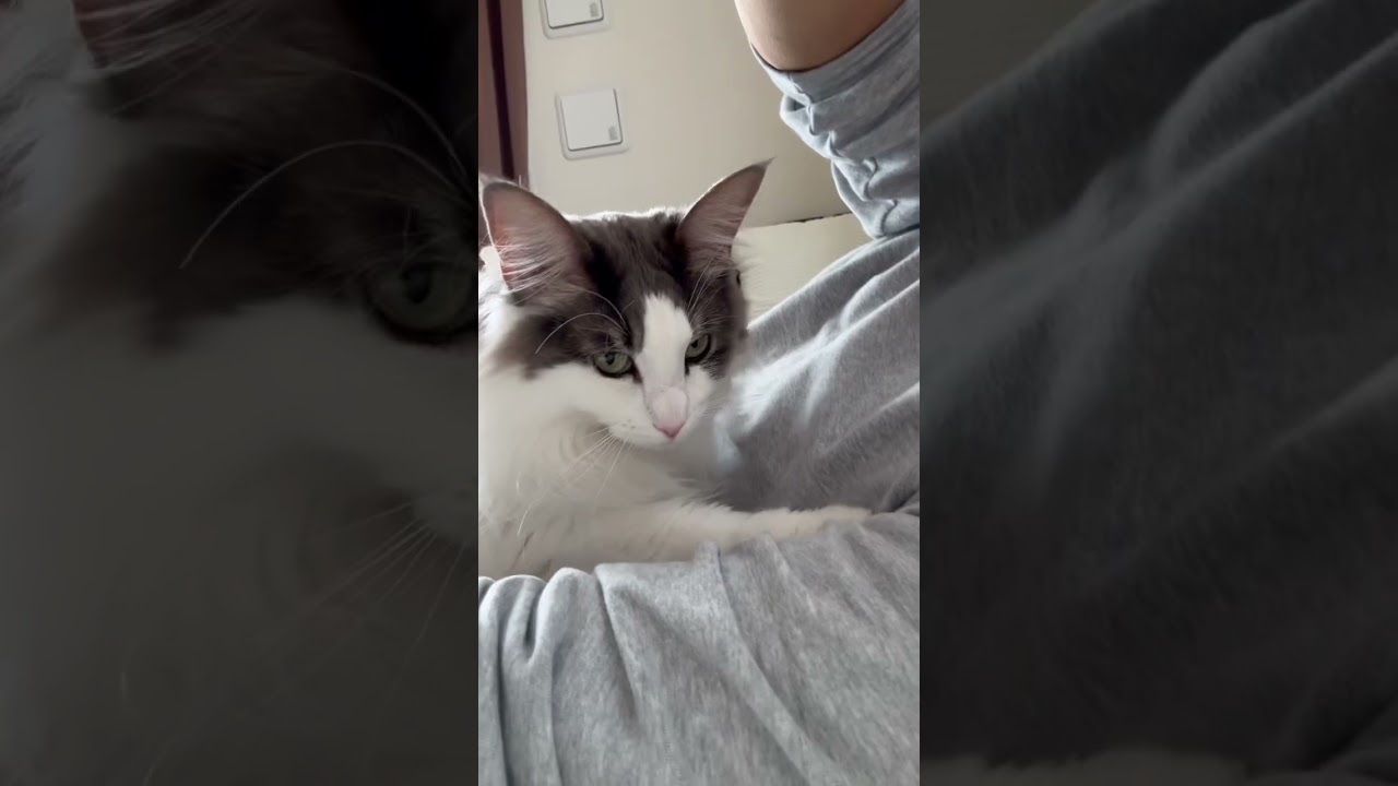 あご乗せして甘える猫【メインクーン】#shorts
