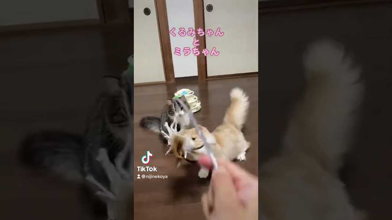 同じ月齢のマンチカンとノルウェージャンフォレストキャット子猫ちゃん