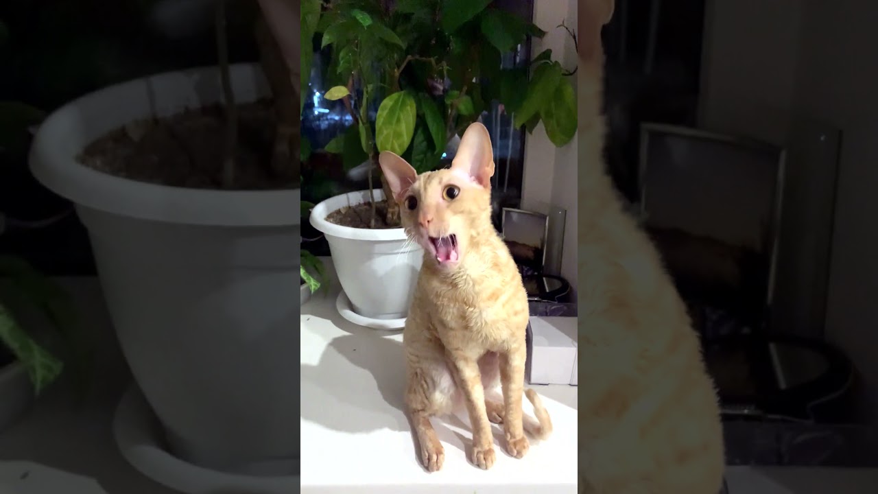 Cute cat likes to be pet by his master #shorts