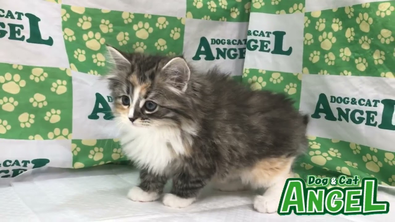 ラガマフィン 2306031 【ペットショップエンゼル　子犬・子猫販売】