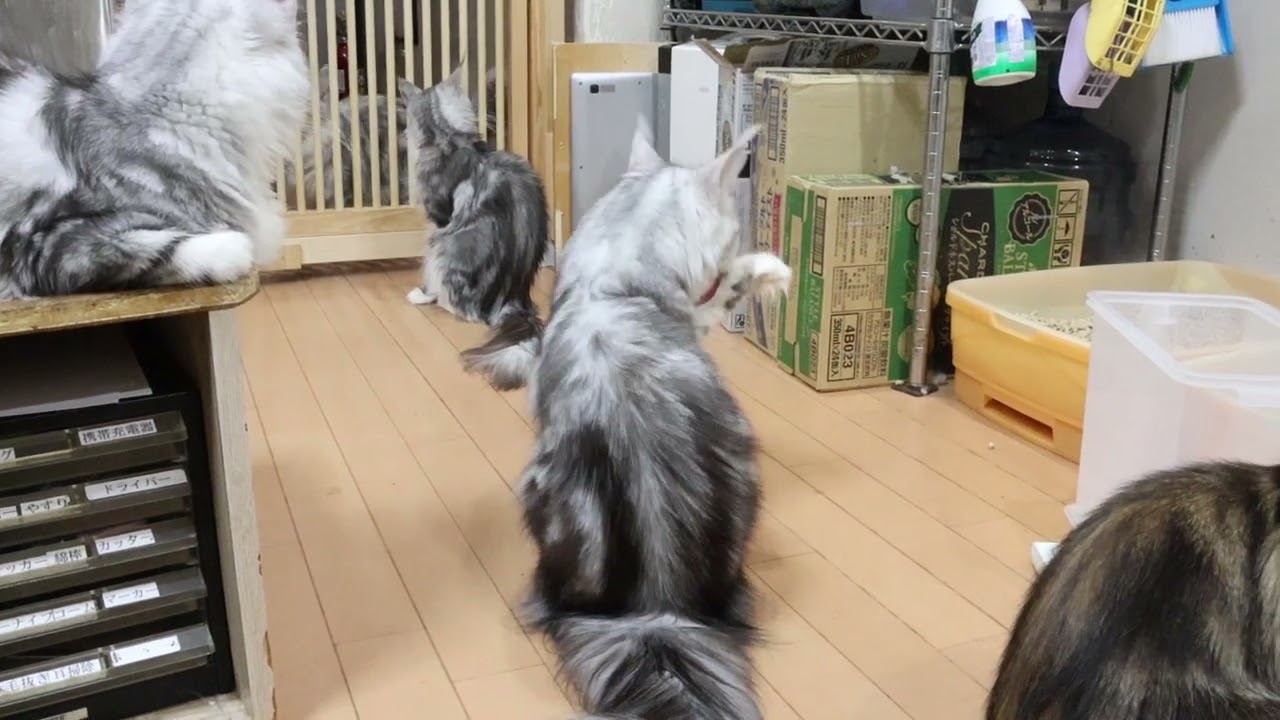 シルバーメインクーンお嬢様ひなたさん