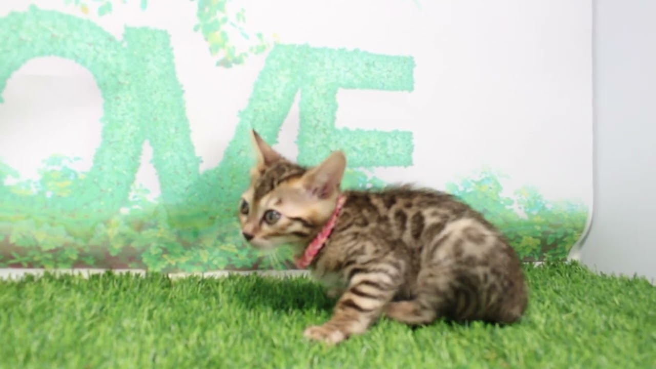 Coo&RIKU　No635953　ベンガル