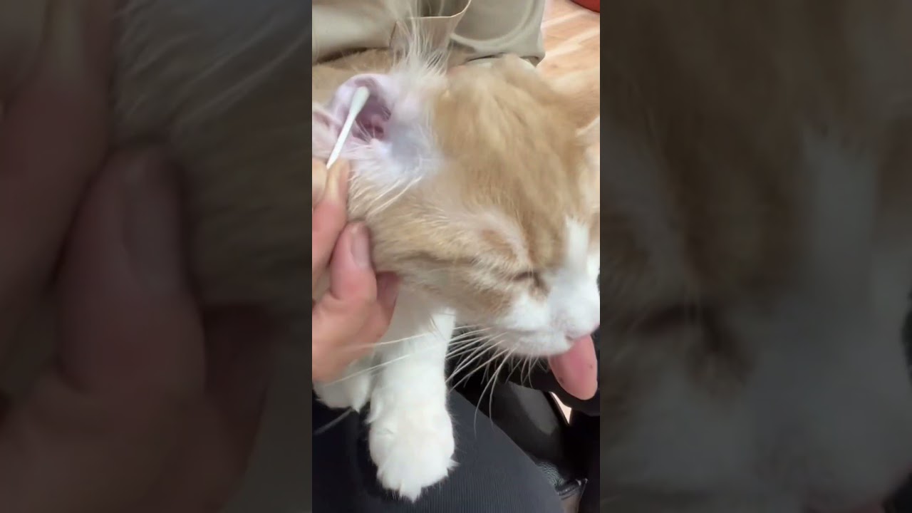 ノルウェージャンフォレストキャットくんのお耳掃除♡