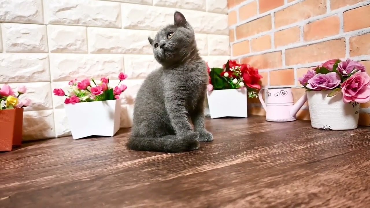 ミックス ブリティッシュショートヘアxアメリカンカールのミックス。お耳がカールしたブルー（ふわふわもこもこ）の女の子❤️