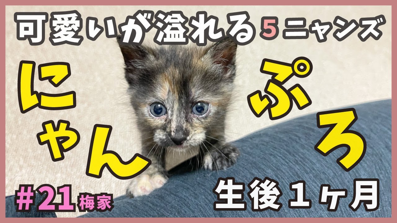 先輩猫と対面し固まる子猫、そして可愛いニャンプロ…生後１ヶ月の子猫は癒しが満載！【子猫の誕生から成長まで・梅家21】kitten