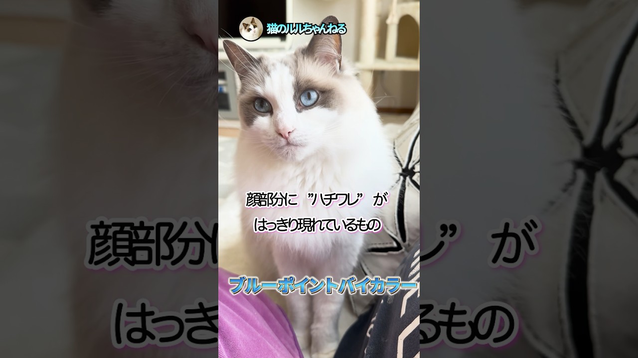ラグドールの毛色の種類 #ラグドール #ragdoll #猫 #shorts