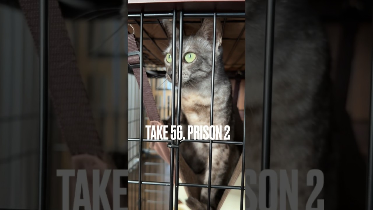 #お仕置き も悪くないにゃ #ハンモック 大好き❤ #エジプシャンマウ #猫 #funnycat #shorts