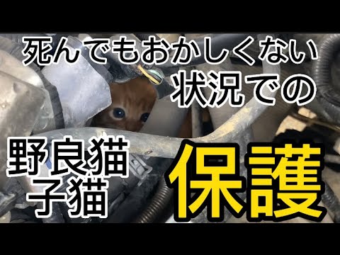 死んでもおかしくない状況での野良猫子猫を緊急保護‼︎#野良猫 #子猫 #保護