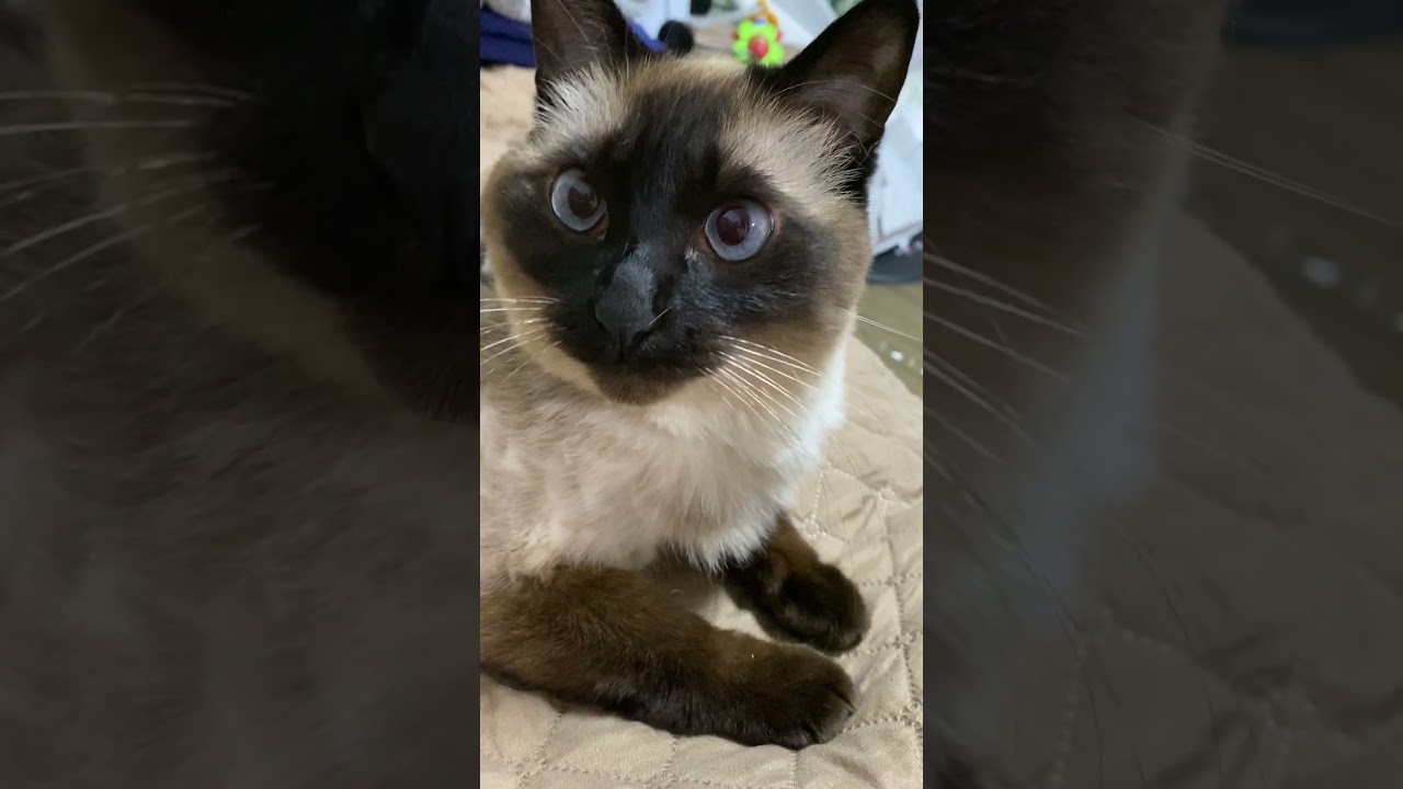 【2023.06.02】今日のシャム猫のふくさん（音無し）【たぬき猫】 #shorts