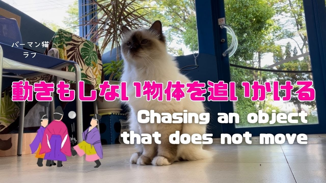 バーマン猫ラフ【動きもしない物体を追いかける】Chasing an object that does not move（バーマン猫）Birman/Cat