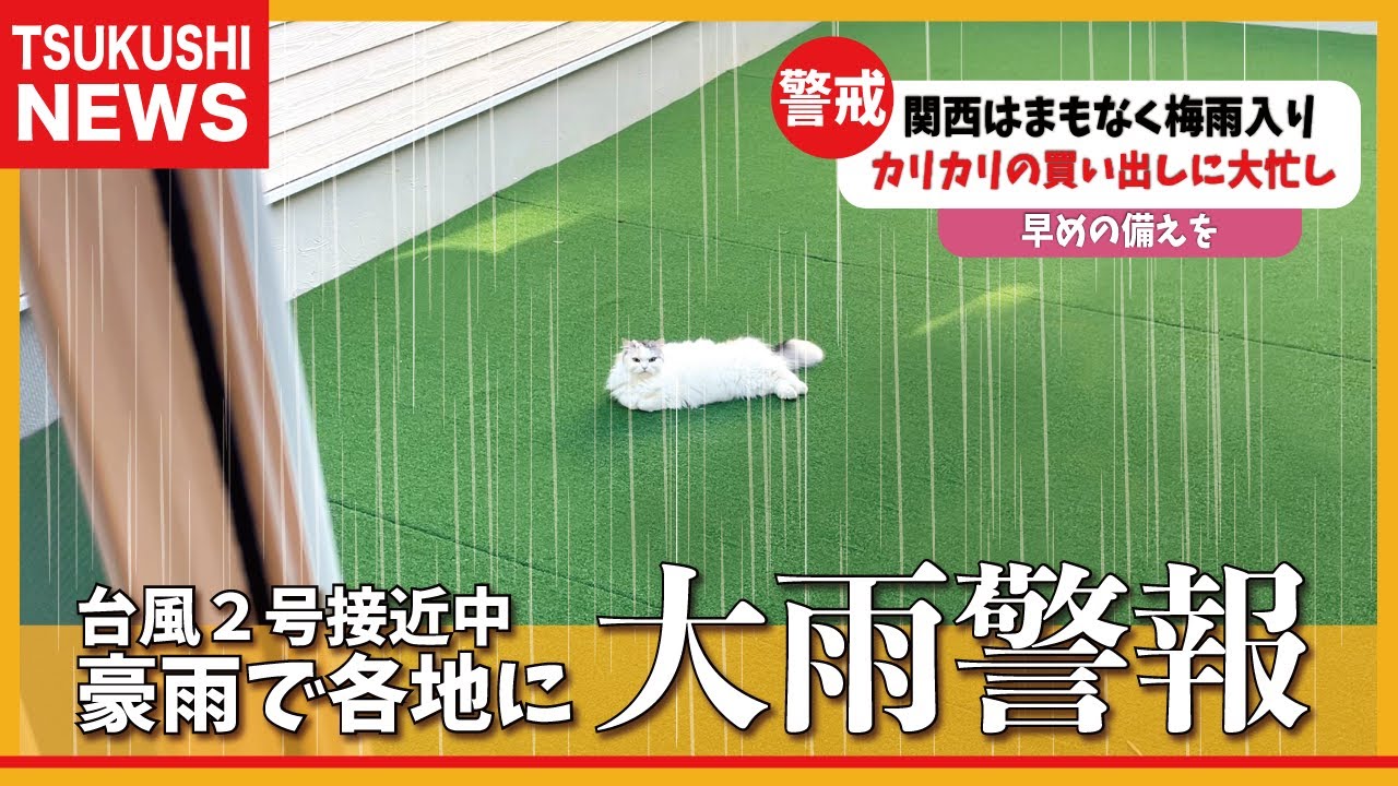 【台風】先日の大雨警報発令時の猫たちの様子がこちら【関西弁でしゃべる猫】