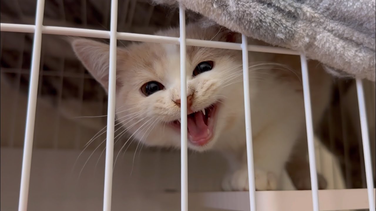 こんな事まで！？母猫から子猫へ受け継がれるDNA