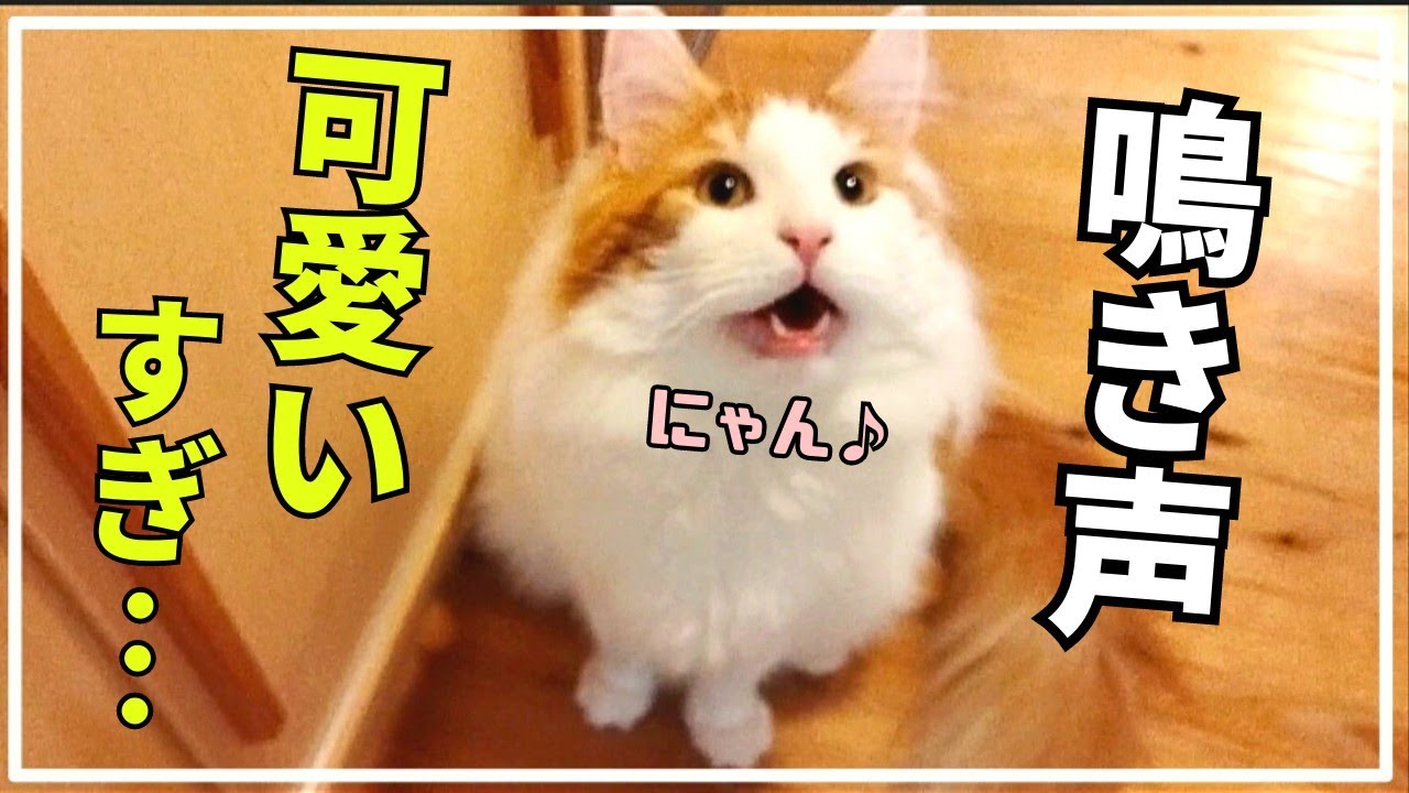 大型猫メインクーンの鳴き声が可愛すぎる