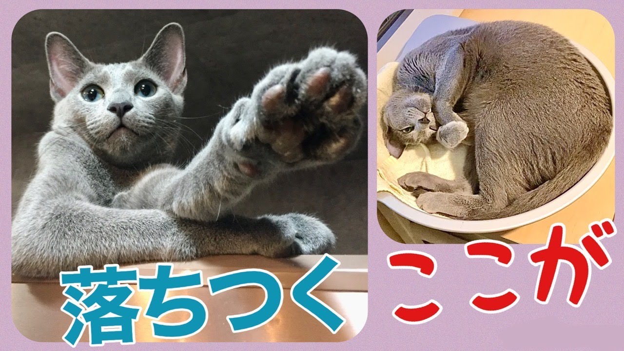 ロシアンブルー | こてつのお気に入り場所トップ5 [Russian Blue cat Kotetsu] Top five favorite places for Kotetsu