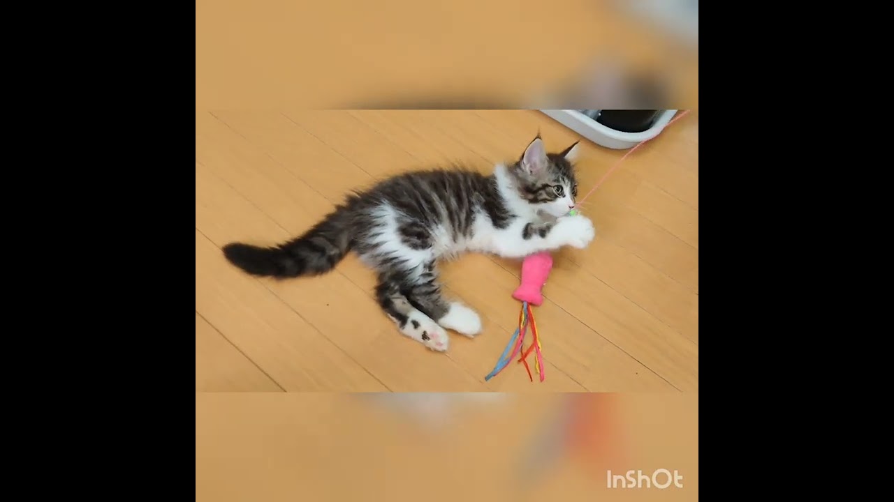 サイベリアン 【ブラウンタビー＆ホワイト】とても活発な男の子☆