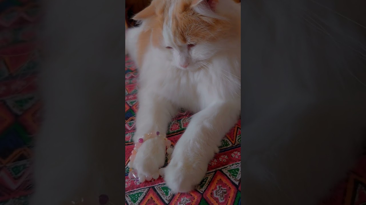 パワーストーンに執着する猫#ラガマフィン#大型猫#シトリン