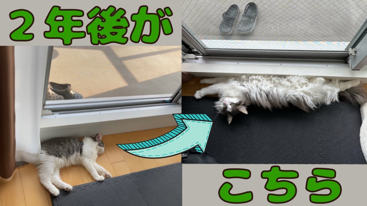 2歳になりました！【メインクーン】