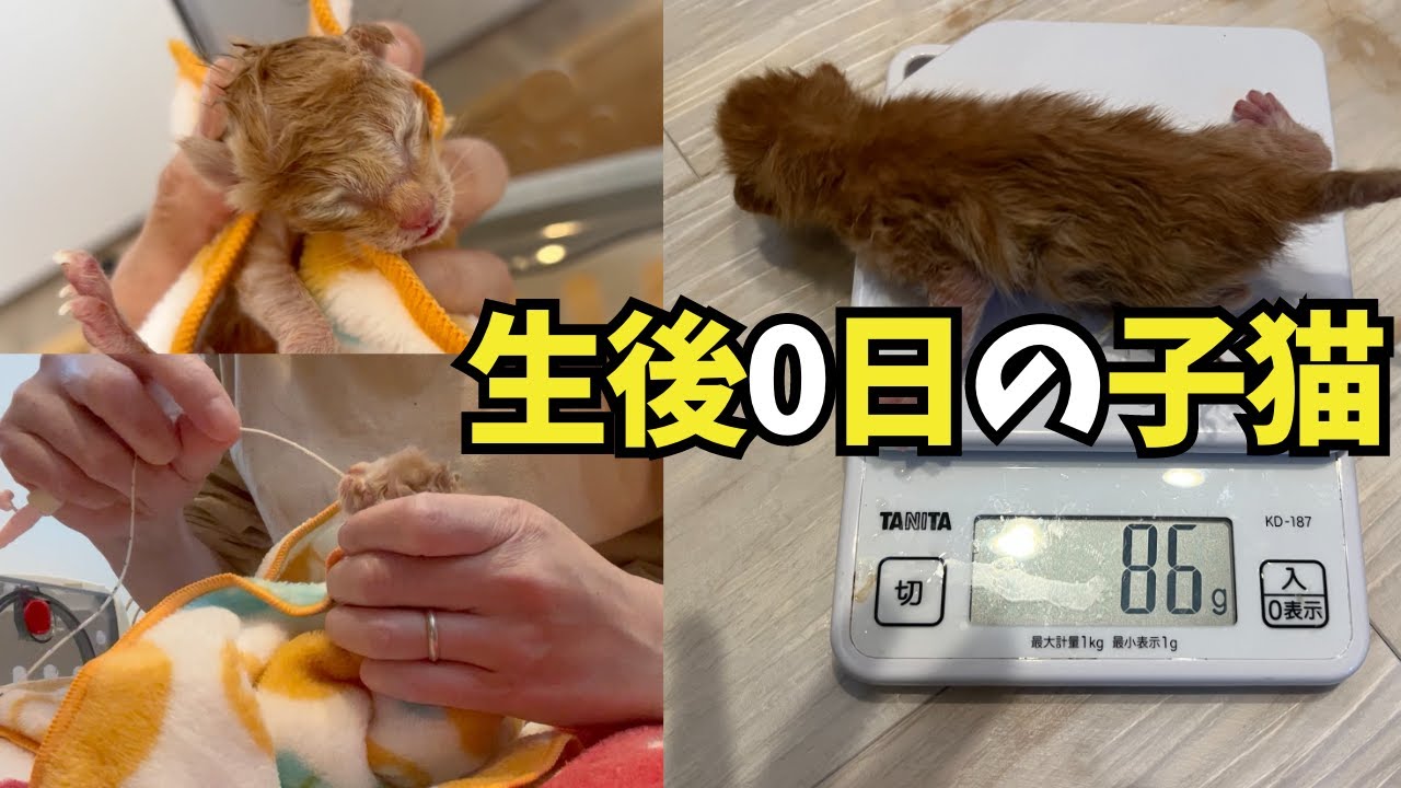 【生後0日の子猫】保護した日、そして現在は