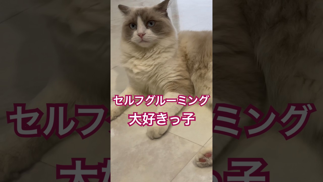 お手入れに余念のない末っ子ラグドール🐈 #cat #猫 #ラグドール #ragdoll #ねこのいる生活 #shorts