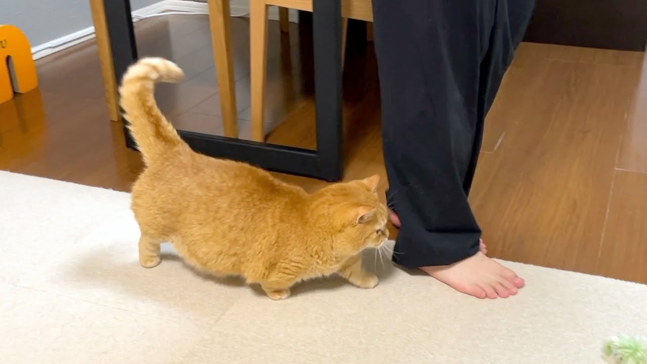 ストーカーしてるはずが、いつの間にかされてる猫w