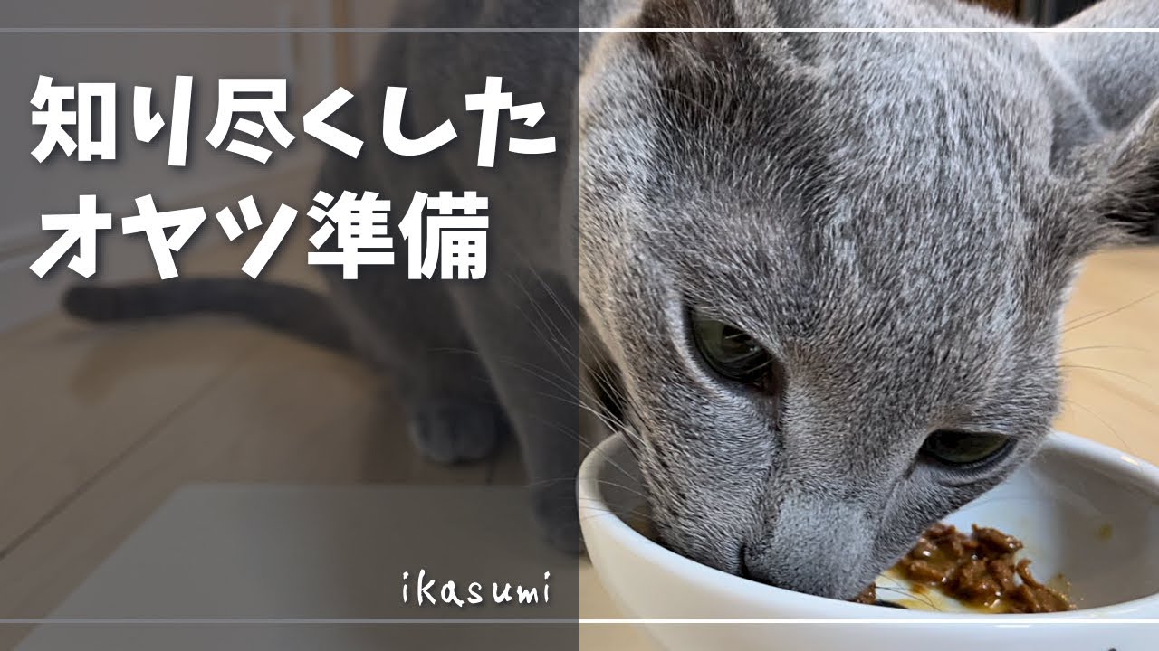撮影慣れ？ｗ自ら別室に移動するかわいい猫【ロシアンブルー】