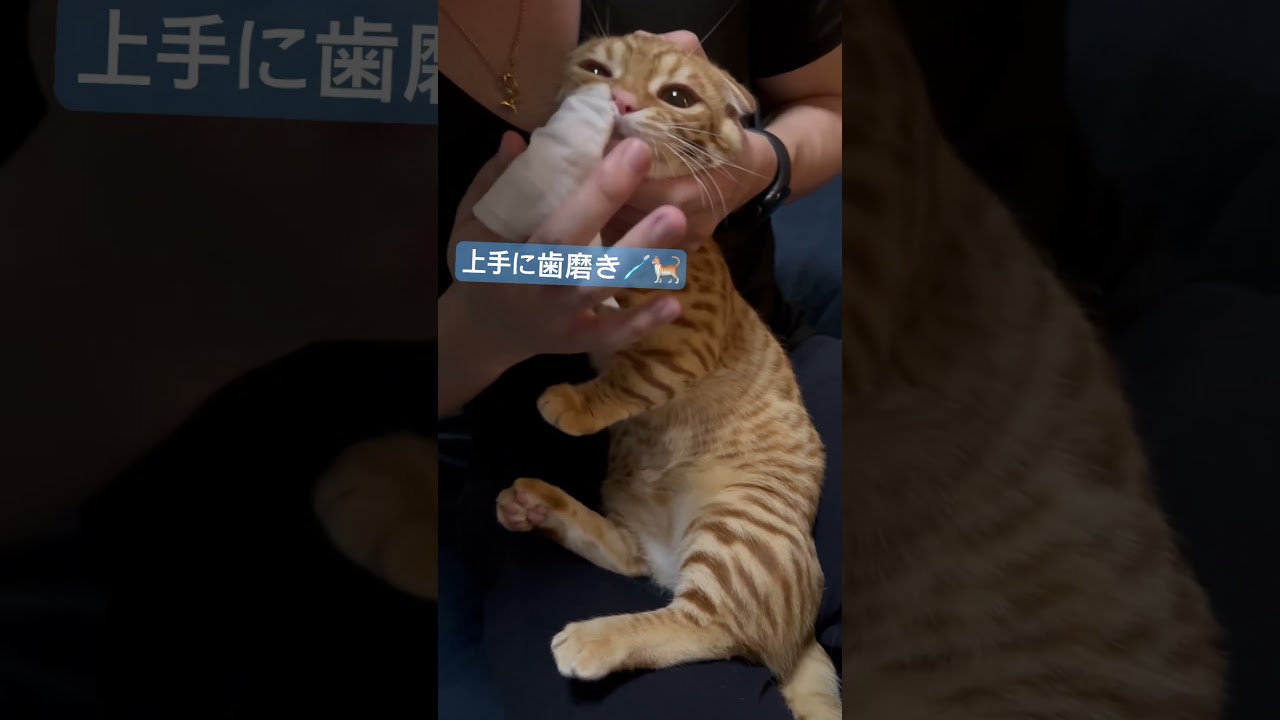 毎日の歯磨き〜🪥歯が綺麗なコモ〜 #キンカロー #子猫 #猫 #cat #猫のいる暮らし #catlover #고양이 #catlovers #catvideo #catvideos
