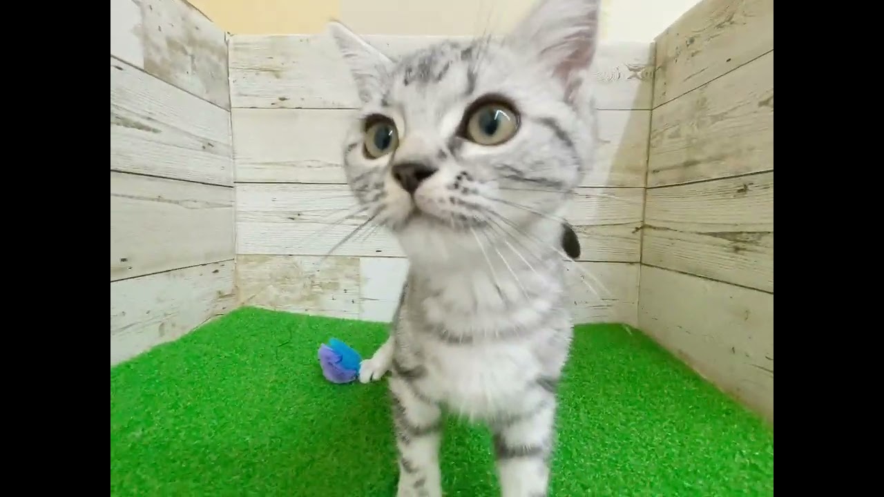 【アメリカンショートヘアー】ペットショップ犬の家猫の里碧南店