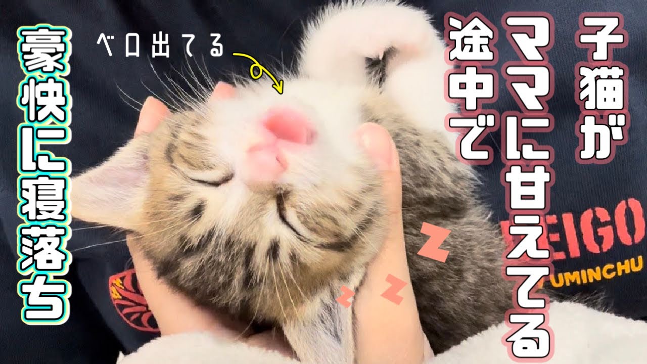 【保護猫】ママに甘えていた子猫が睡魔に負けて豪快に寝落ちしました
