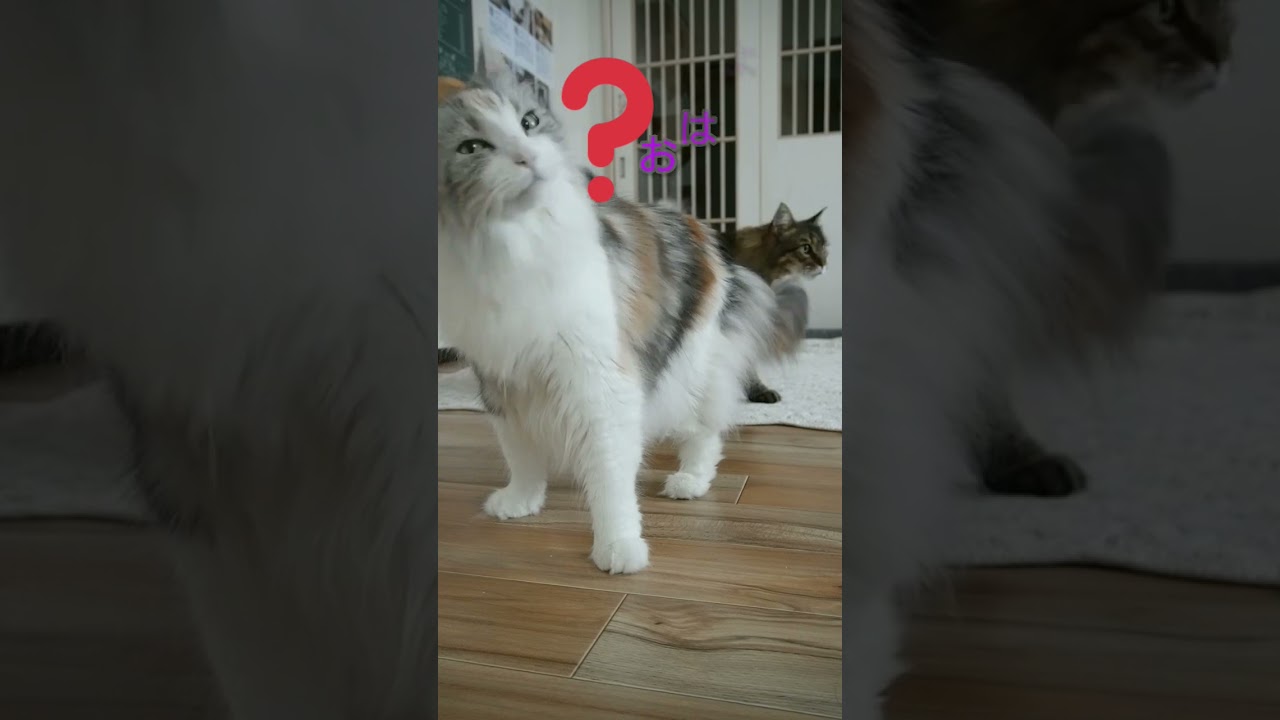 6月9日ひさびさ出勤風景#メインクーン #猫動画おもしろい #猫動画可愛い #猫動画  #猫カフェ  #cat #shorts