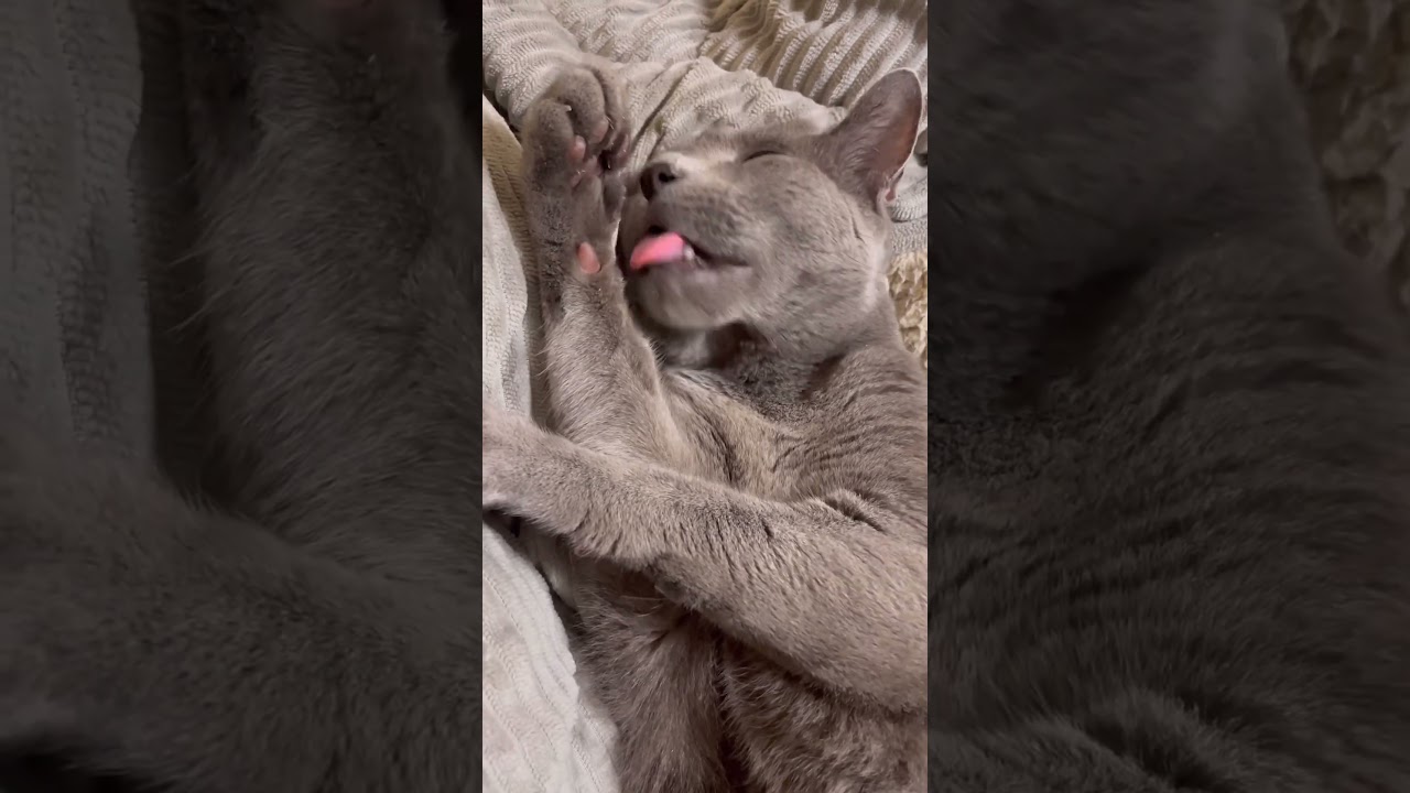微笑みの猫ロシアンブルー＃寝顔＃天使#癒し＃微笑み＃ロシアンブルー