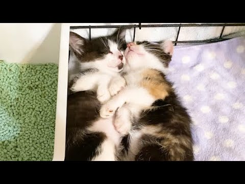 安心して寝られる場所だと分かった保護子猫