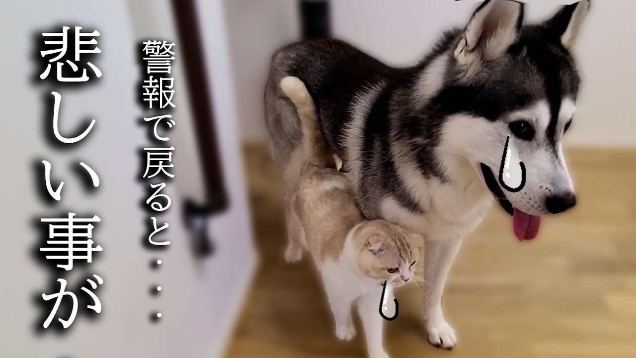 留守中に警報がなったので急いで家に引き返したら子猫と犬が...