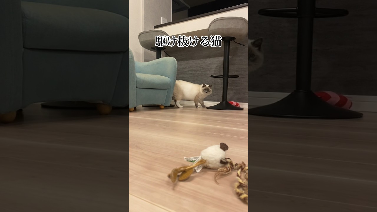 【駆け抜ける猫】 #ねこ #猫 #ねこのいる生活 #子猫 #こねこ #ラグドール #ragdollcat #猫動画 #かわいい猫