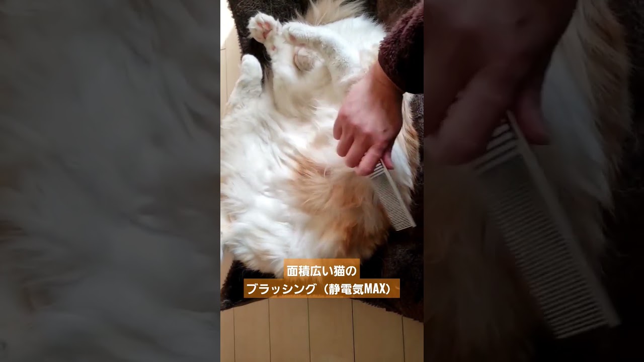 【メインクーン~Maine coon~】面積広い猫のブラッシング【チョウジ】