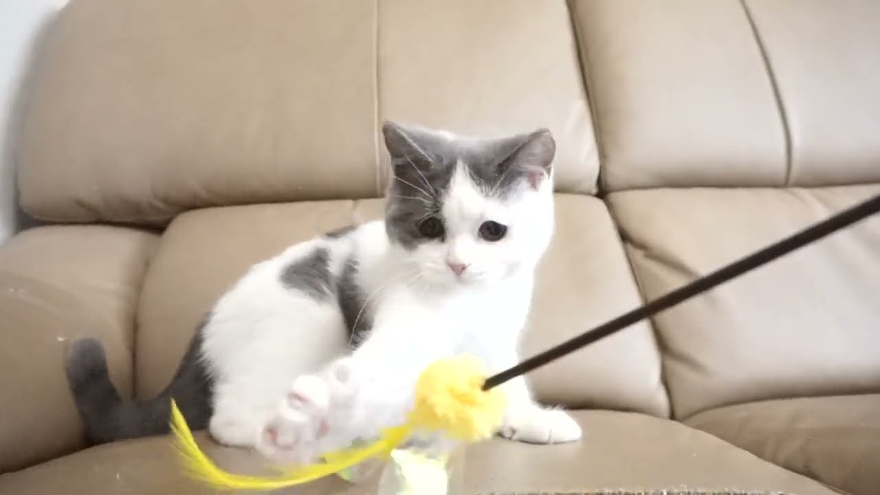 ブリティッシュショートヘアー子猫　British Shorthair　2023.2.12産まれ　ブルー&ホワイト　女の子　シーダキャット猫のお店