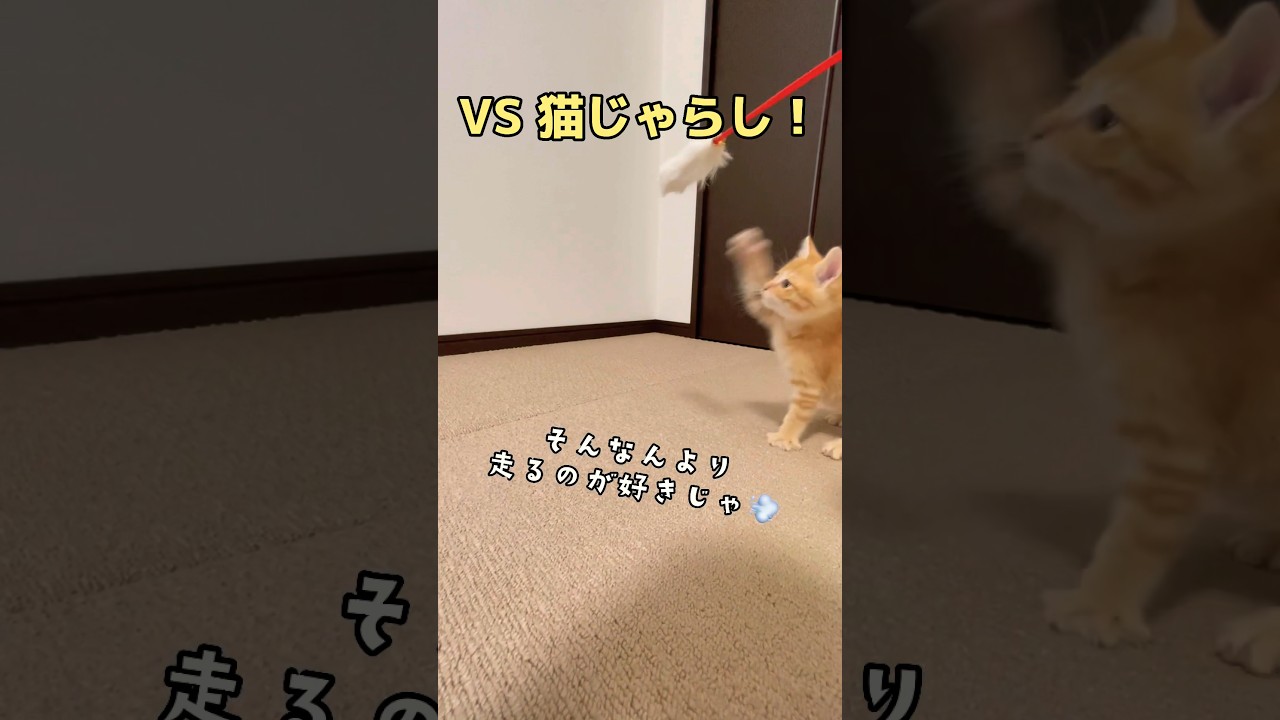 あれッ？保護した子猫の猫じゃら・・・ / Cute kitten playing with toy #shorts