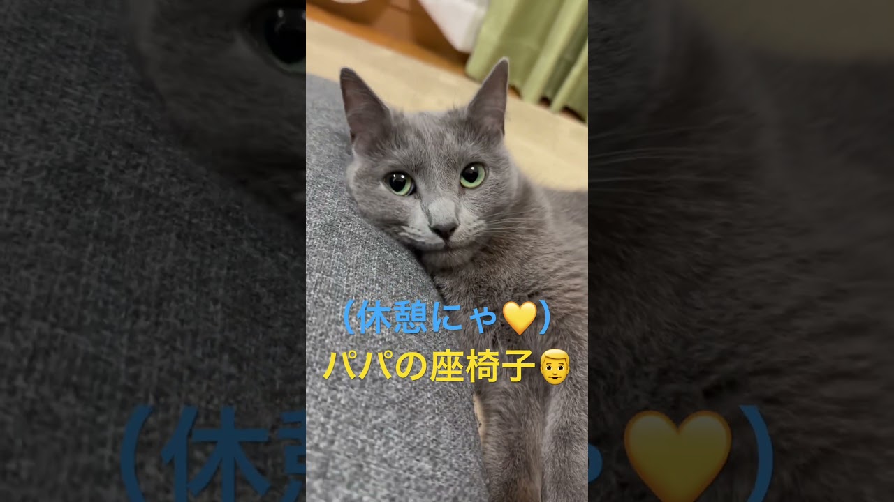 座椅子で可愛く休憩中の猫（ロシアンブルー）#shorts