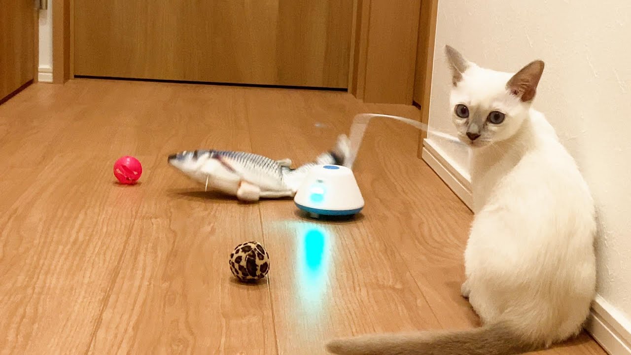 自動猫じゃらし、動く魚をあげたらこうなった 【トンキニーズ】