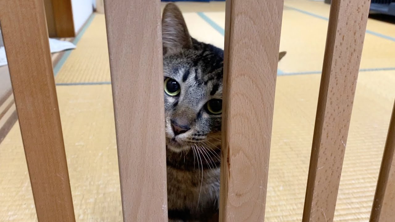 狂暴猫の部屋に入ったらボコボコにされました...