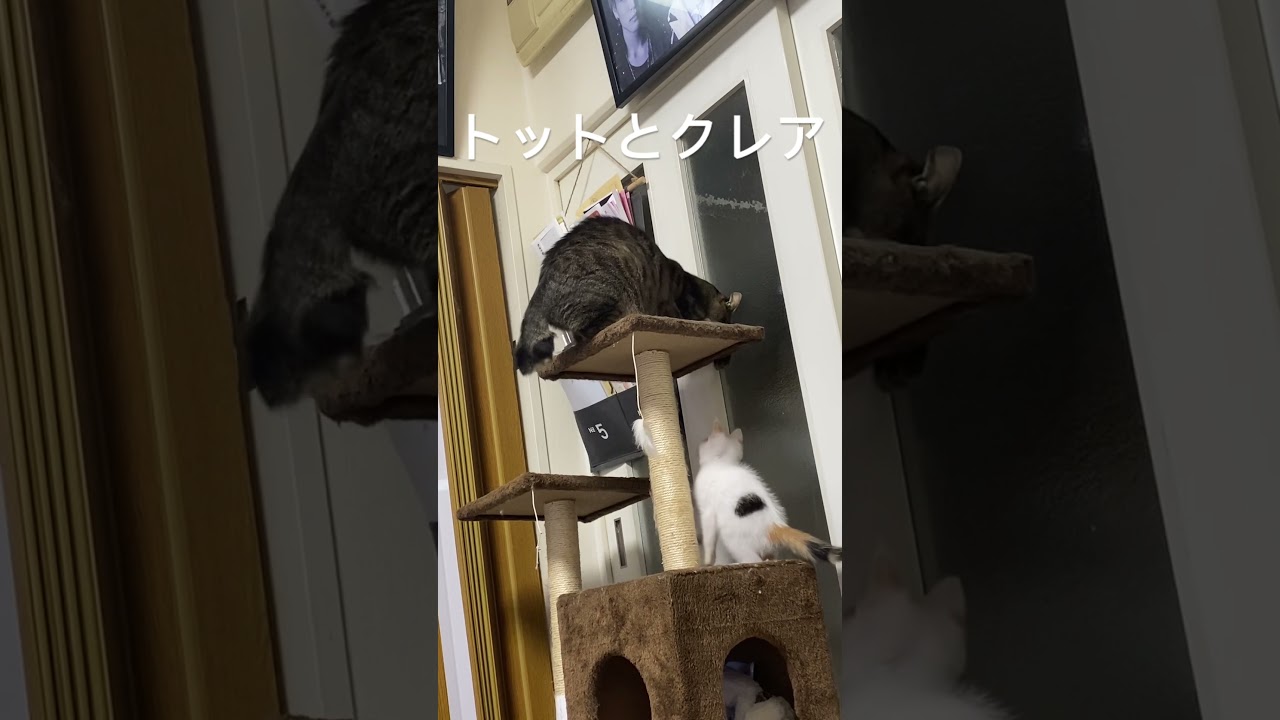 子猫の遊び #赤ちゃん猫#shorts