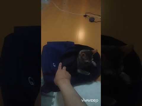 飼い主のリュックはシンガプーラ猫の新しい寝床　#shorts