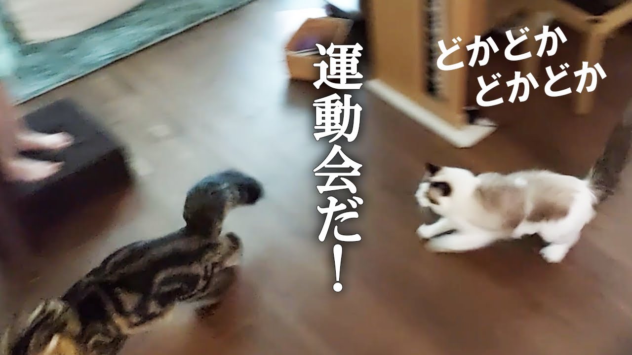 【どけどけどけー】長毛（サイベリアンとラグドール）が朝から運動会、人間は避難したくなる勢い！