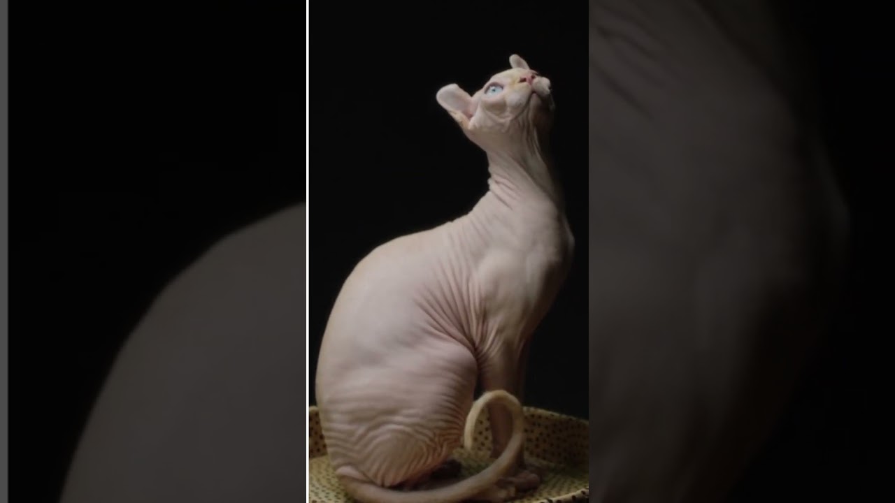 The Cornish Rex Cat is a Unique #monitization #youtubeshorts